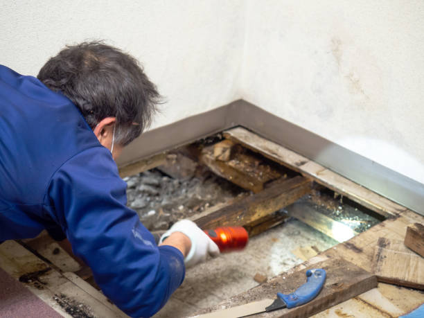 Certified Mold Removal in Maud, TX