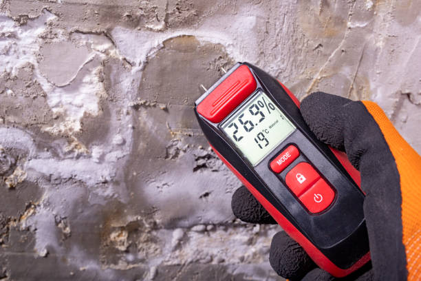 Best Mold Removal Company Near Me  in Maud, TX