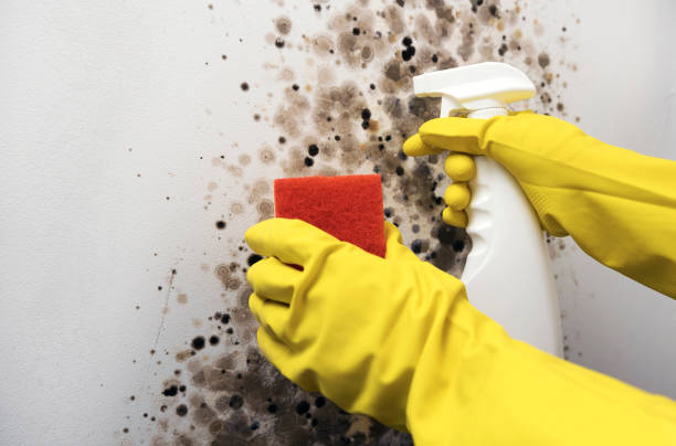 Best Attic Mold Removal  in Maud, TX