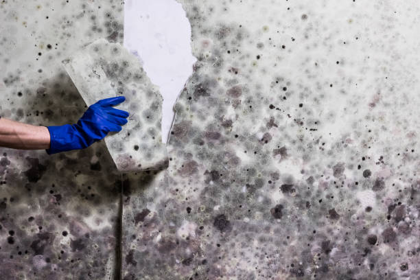 Maud, TX Mold Removal Company